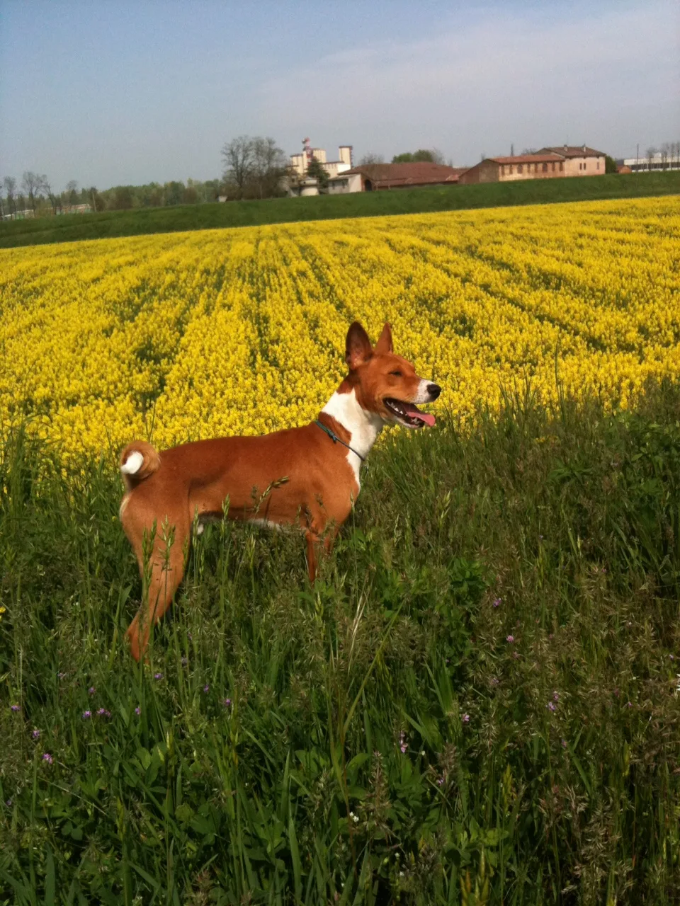 Basenji rojo y blanco de pie en un campo de colza en flor.