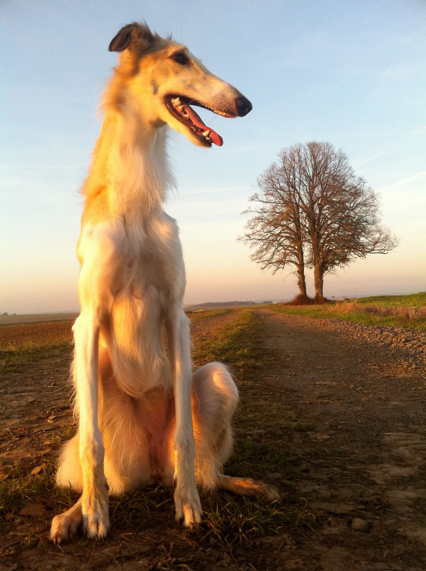 Borzoi de pelo largo y claro recortado a contraluz en un camino, al atardecer.