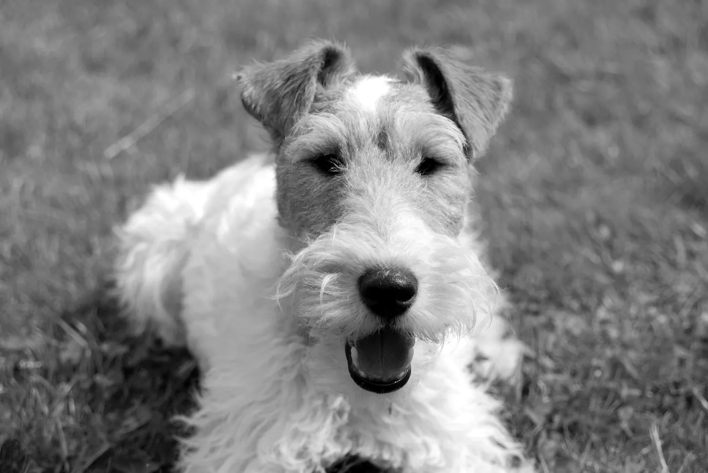 Retrato de cerca de un fox terrier de pelo duro echado en el pasto, con la boca abierta.