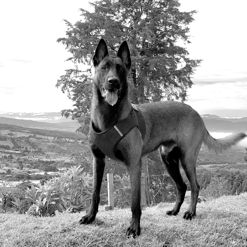 Pastor belga malinois adulto de pie sobre una loma, de cuerpo entero.