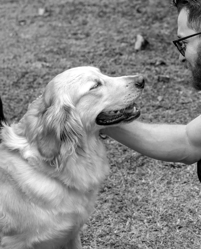 Un golden retriever adulto de perfil, con la boca abierta y la mirada tranquila, mientras una mano le sostiene la barbilla.
