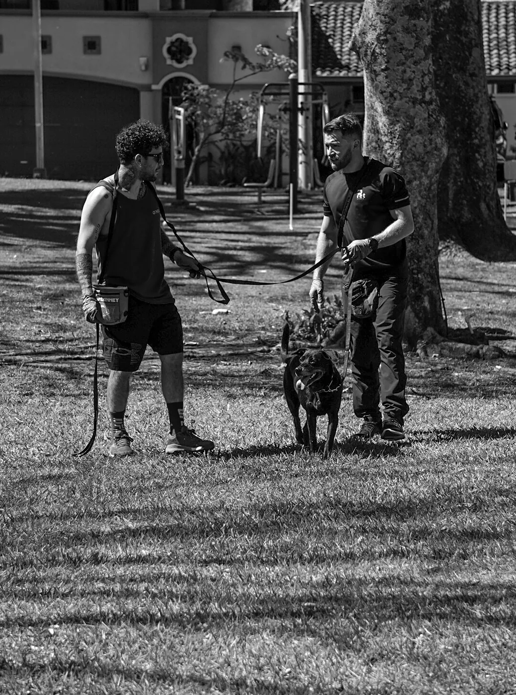Un labrador de pie junto a su tutor durante una sesión, atento a la señal, en blanco y negro.