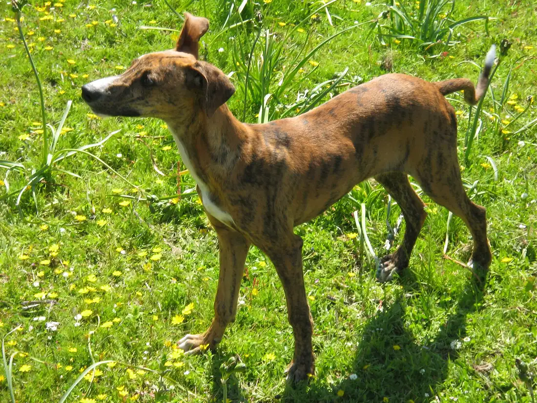Galgo español joven de pie y de cuerpo entero sobre césped, ya con la altura del adulto pero sin masa muscular. Blanco y negro.