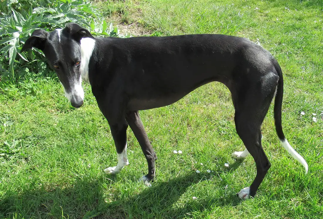 Galgo español adulto de capa oscura, de pie y de perfil completo, sobre césped, en blanco y negro.