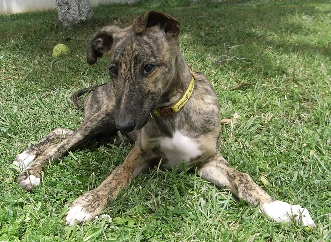Cachorro de galgo español atigrado, echado sobre el césped, con las orejas plegadas y las patas grandes en proporción al cuerpo. Blanco y negro.