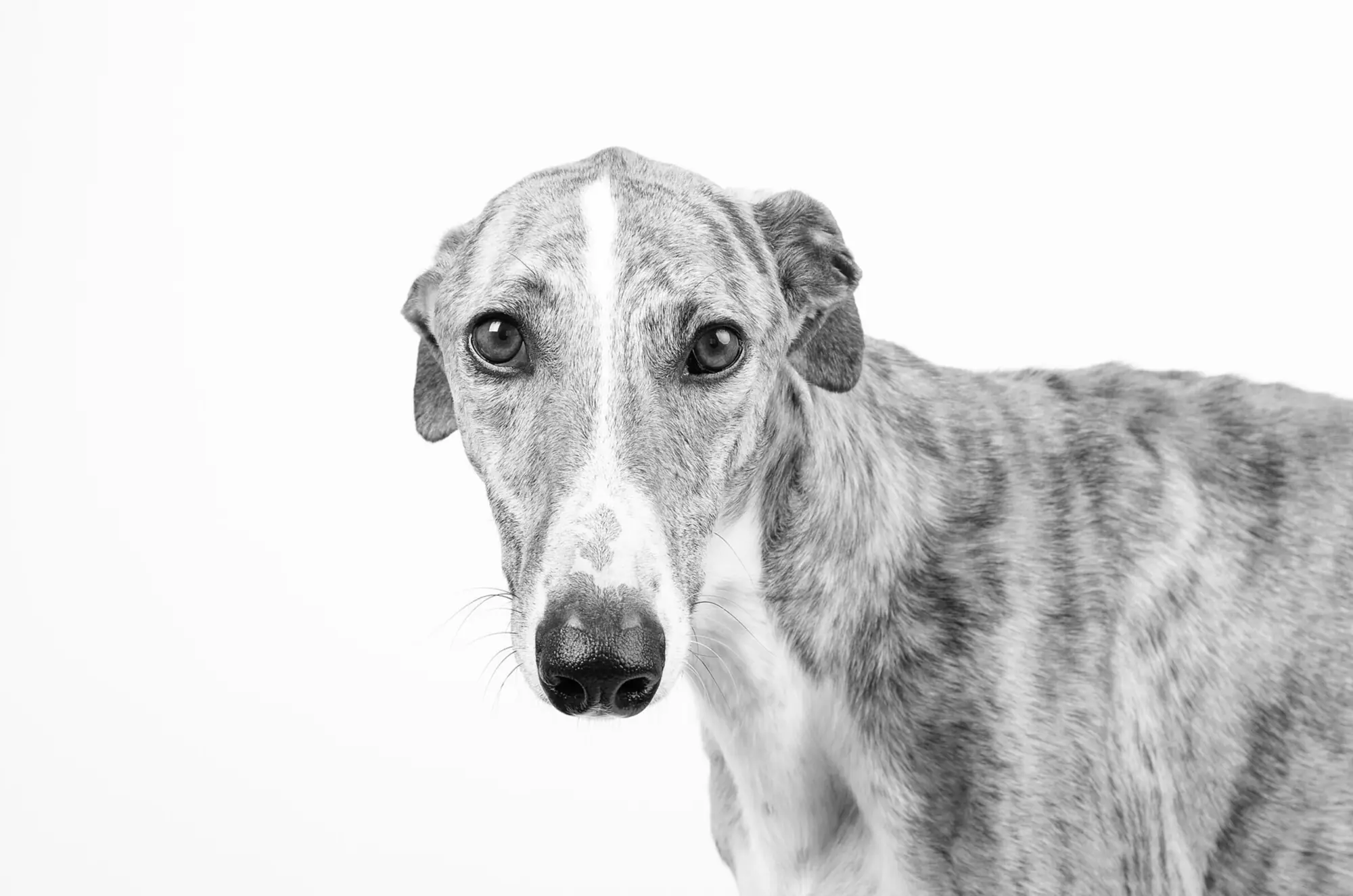 Retrato en blanco y negro de un galgo español atigrado, de frente, sobre fondo claro.