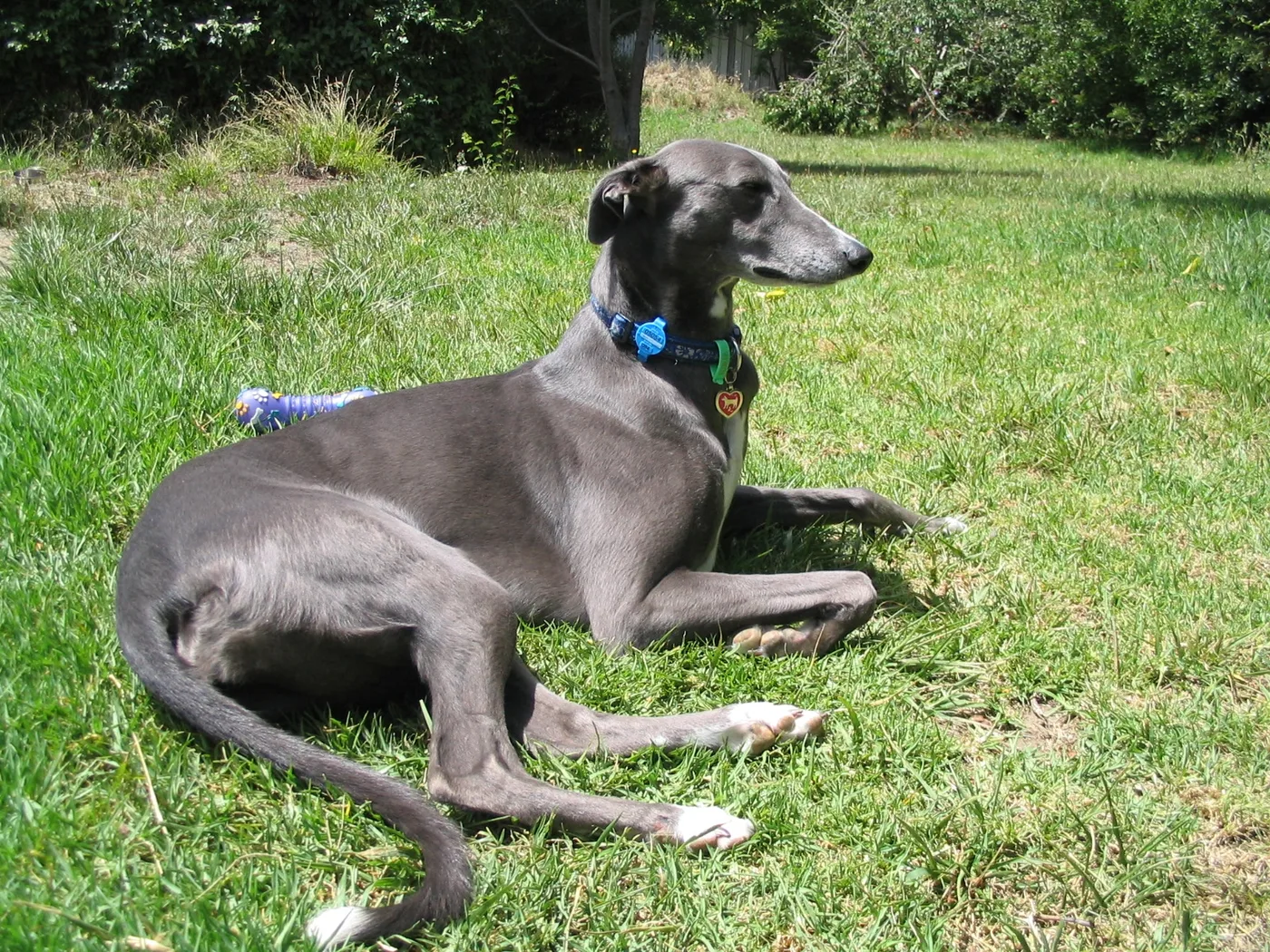 Greyhound de manto azul echado sobre el césped, al sol, mirando a un costado.