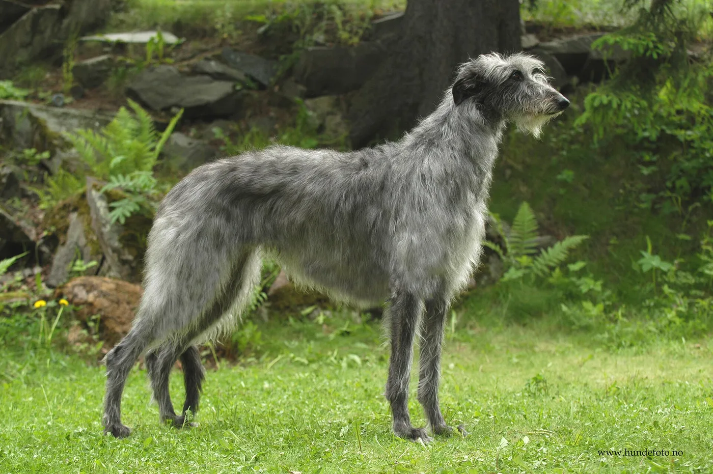 Lebrel escocés gris de pelo duro, de pie sobre el césped, bajo los árboles.