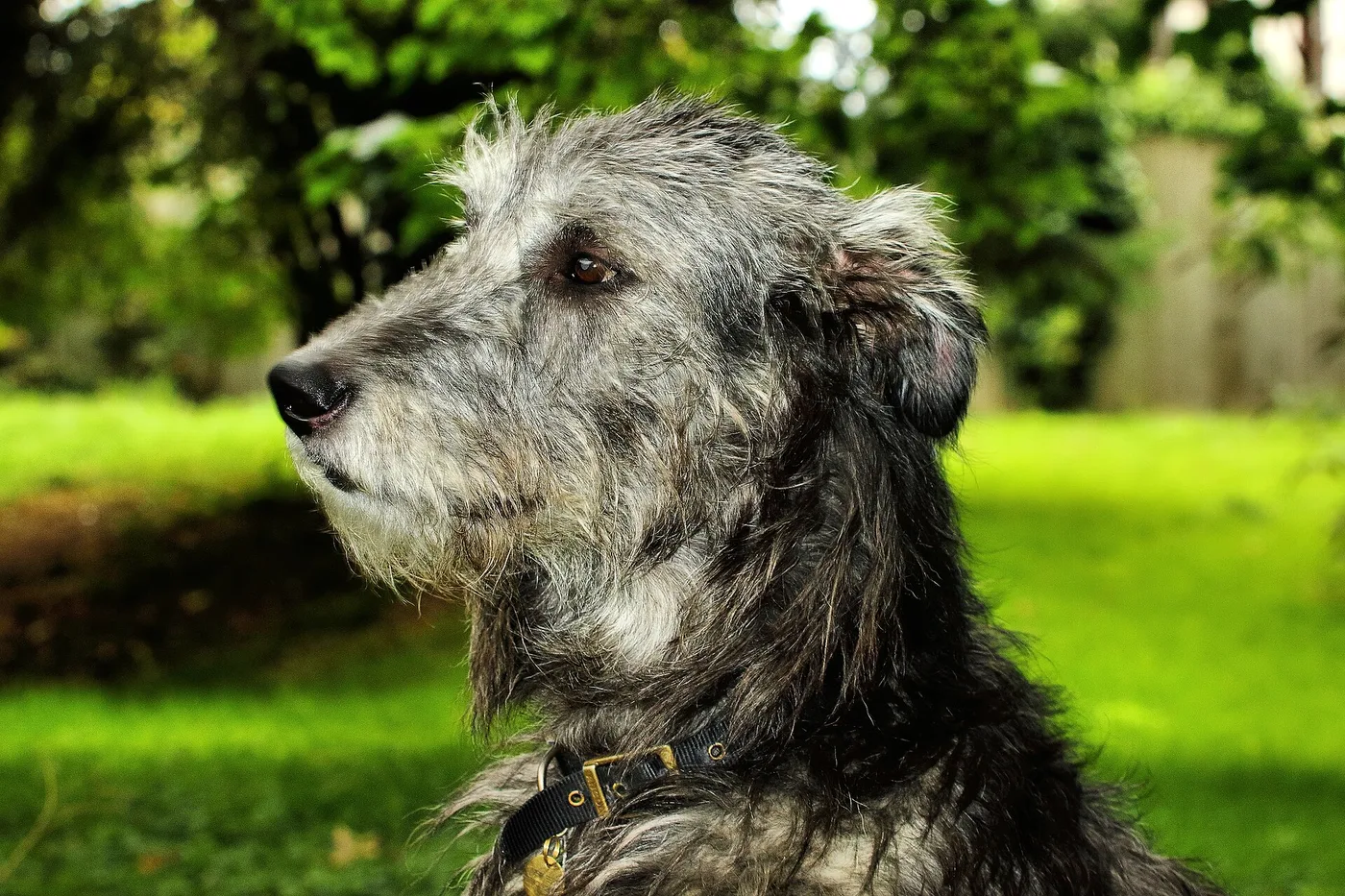 Retrato de un lebrel irlandés gris de pelo duro, de perfil, sobre fondo verde.