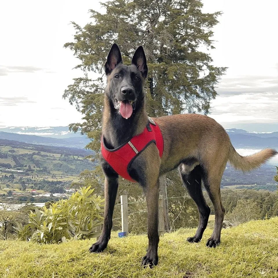 Pastor belga malinois adulto de pie sobre una loma, de cuerpo entero, con el valle al fondo.