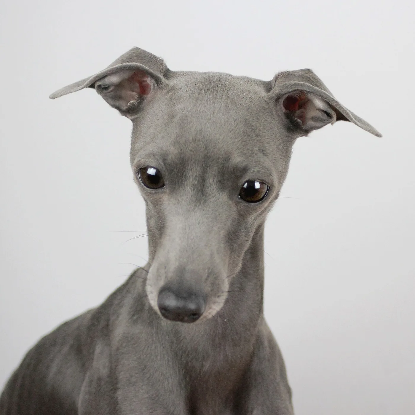 Retrato de estudio de un pequeño lebrel italiano gris, de frente, sobre fondo claro.
