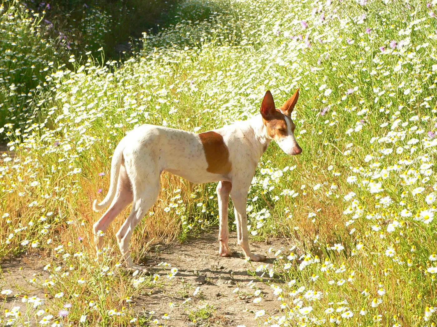 Podenco canario de pie en un campo de flores blancas, de perfil.