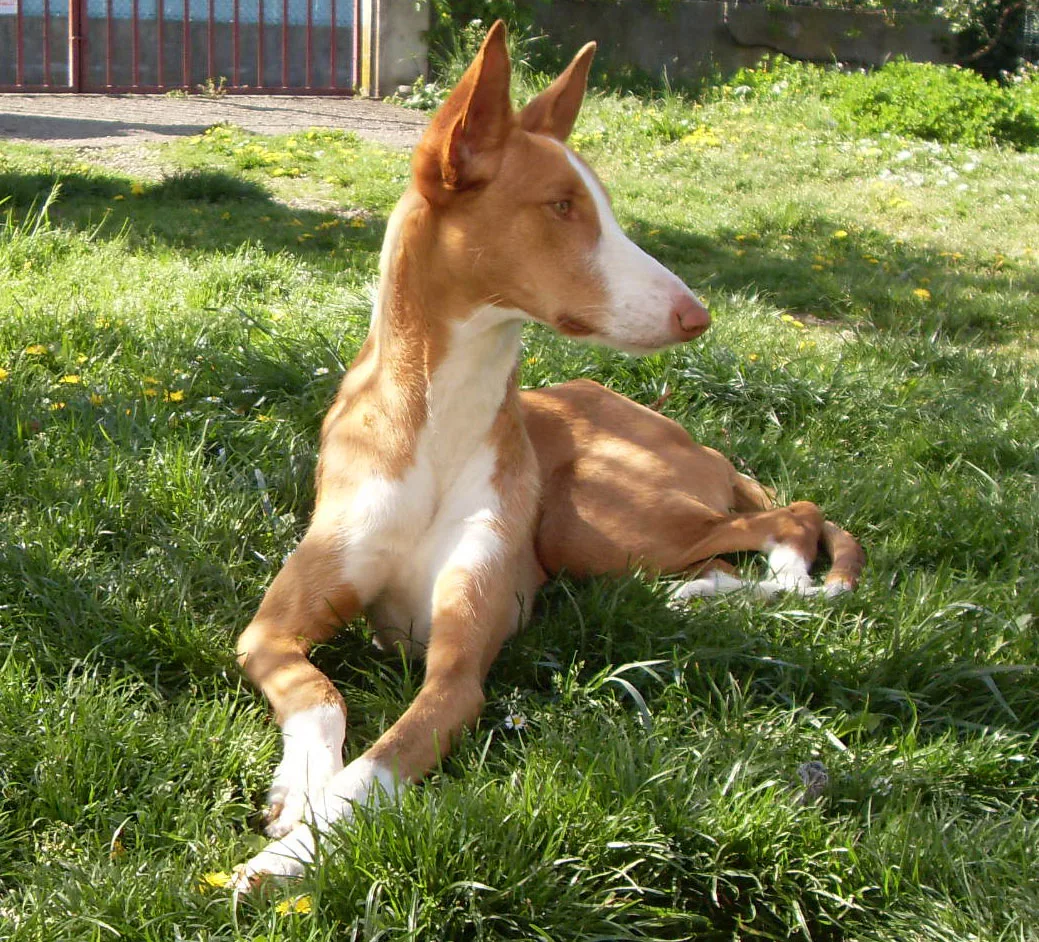 Podenco ibicenco blanco y rojo echado sobre la hierba, con las orejas erguidas.