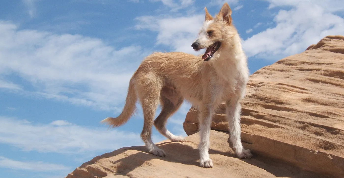 Podenco portugués de pelo duro sobre una roca, recortado contra el cielo.