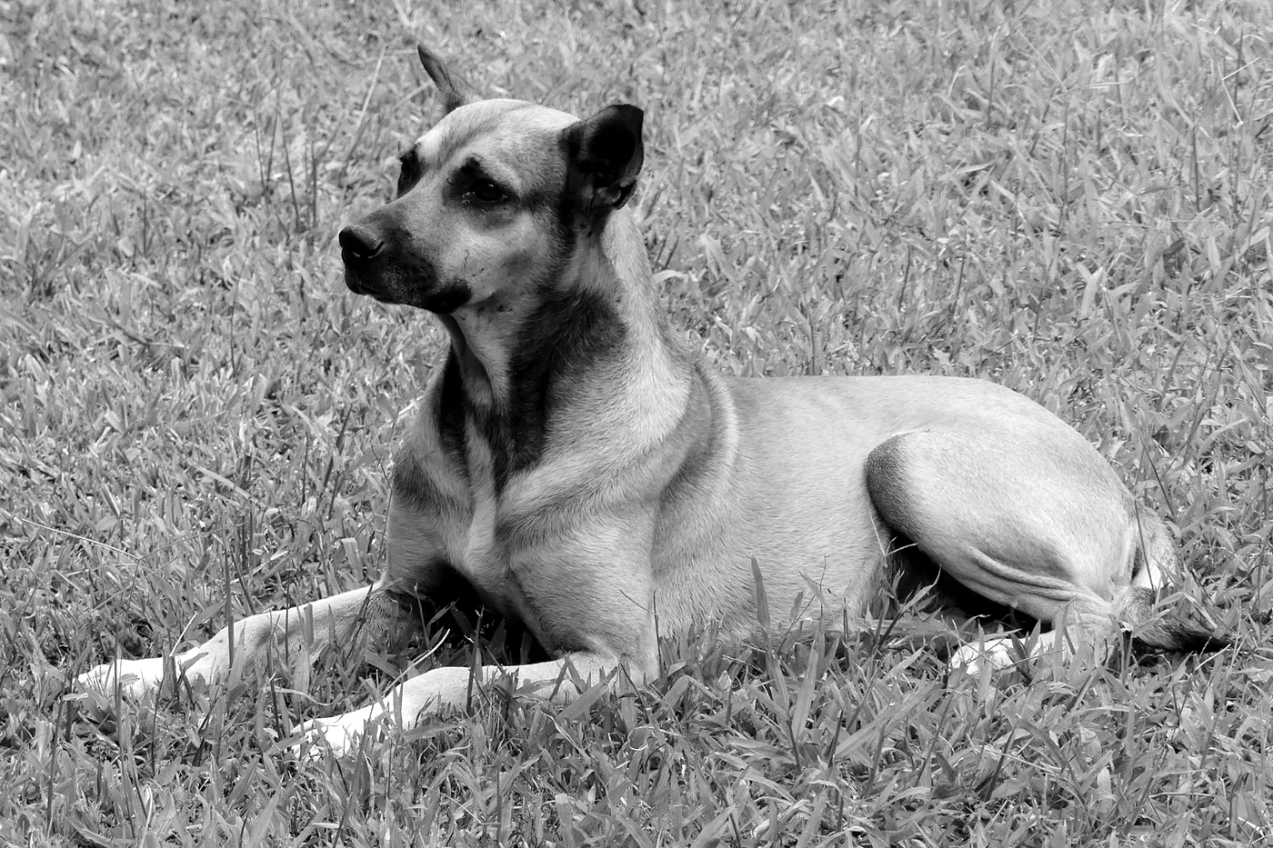 Perro criollo echado sobre el zacate, de cuerpo entero, con las orejas levantadas, en blanco y negro.
