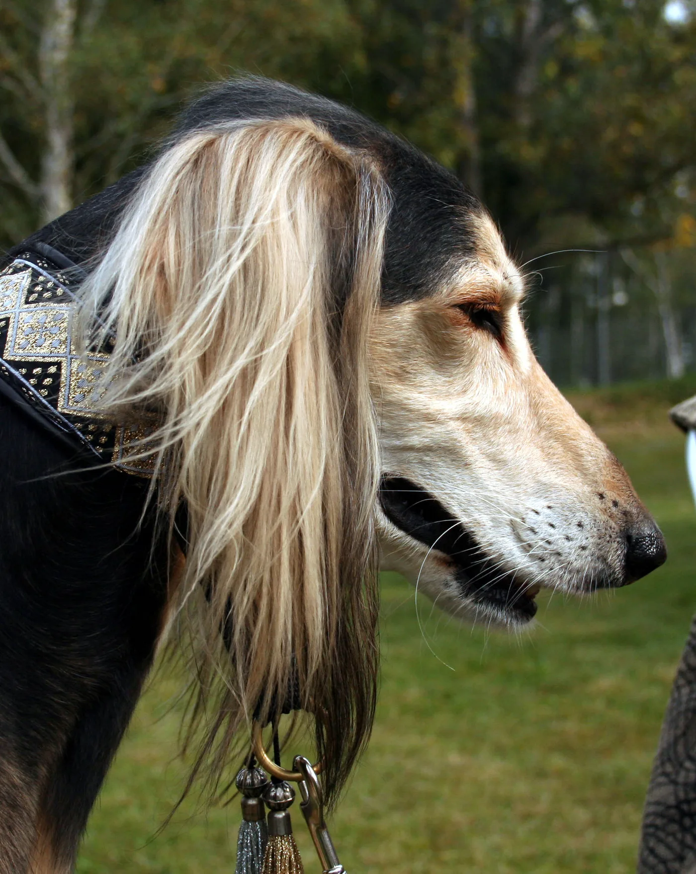 Cabeza de un saluki de perfil, con las orejas de pelo largo y un collar labrado.