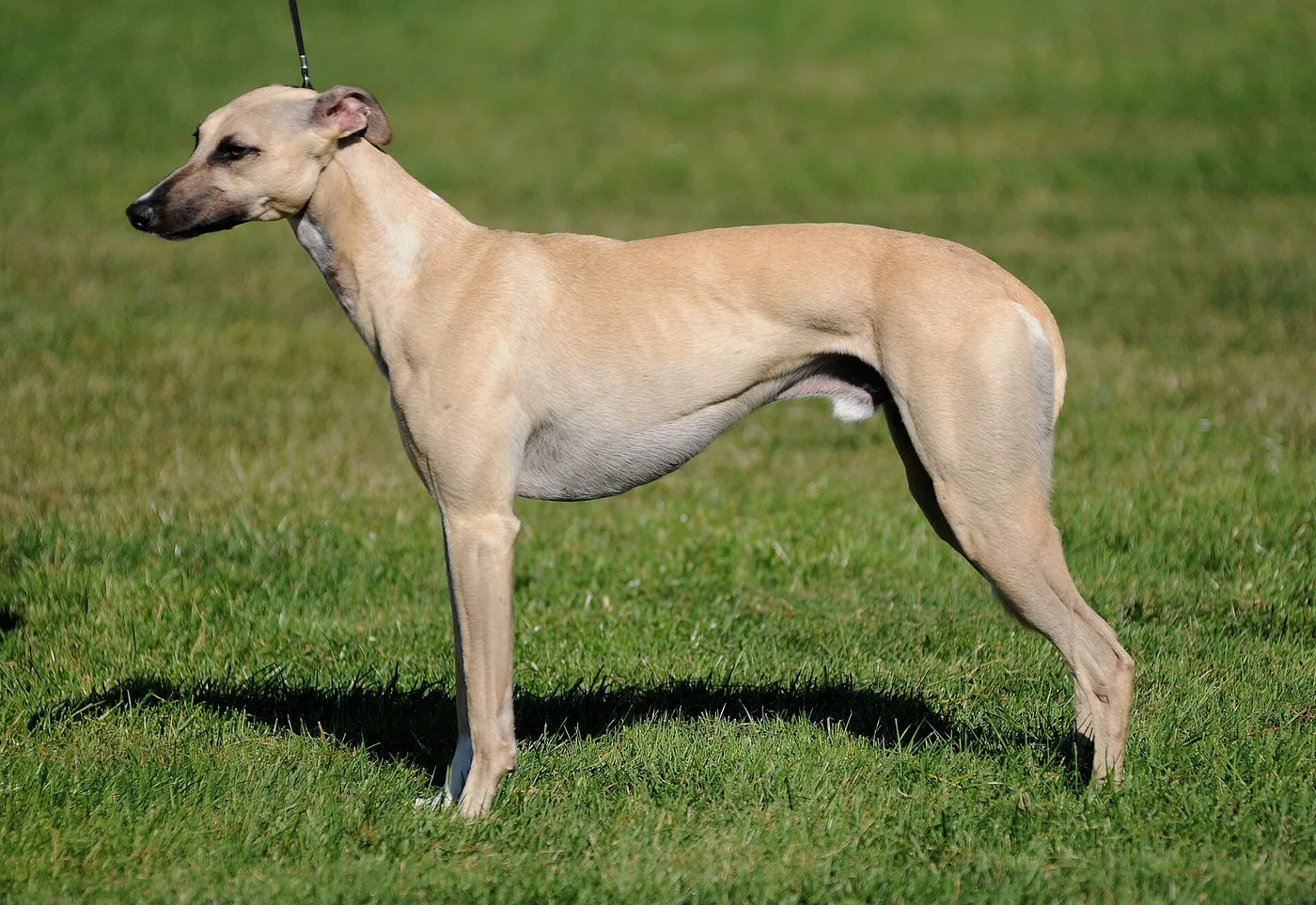 Whippet leonado de perfil, de pie sobre el césped, con la cola recogida.